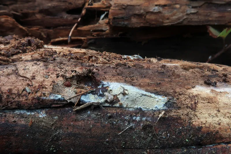 Cerinomyces volaticus 1 - IMG_7509